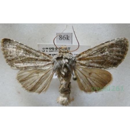 Apamea zeta (Treitschke, 1825) Austria86k